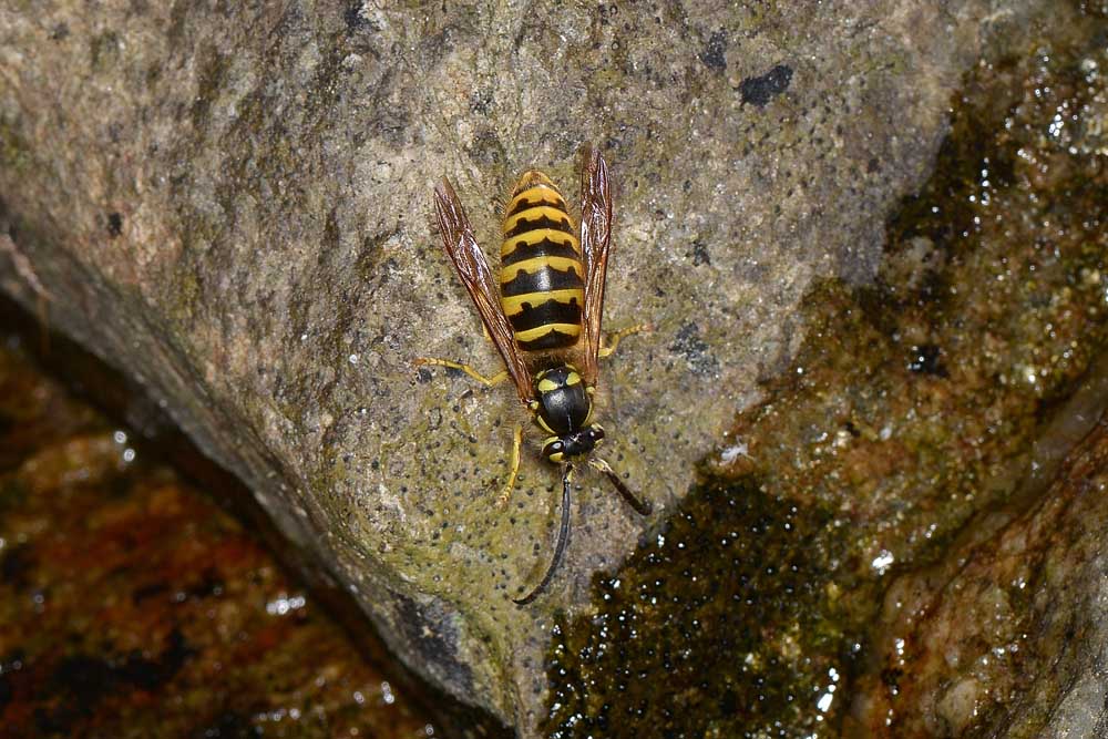 Vespula vulgaris